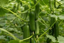 Cucumber cultivation