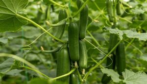 Cucumber cultivation