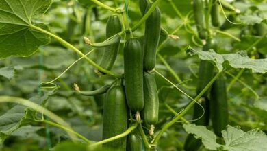 Cucumber cultivation