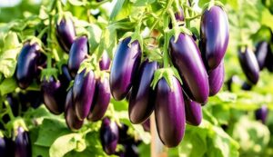 Eggplant crop