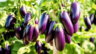 Eggplant crop