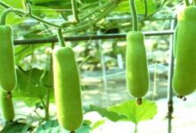 Gourd cultivation