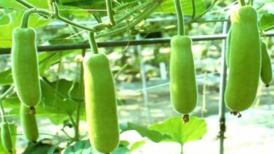 Gourd cultivation