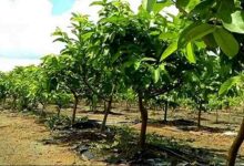 Guava cultivation