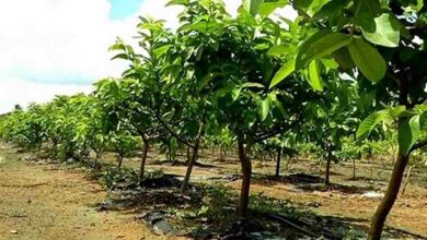 Guava cultivation