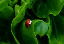 Integrated pest management