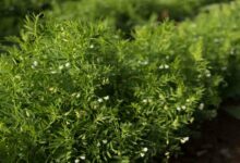 Lentil cultivation