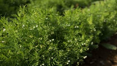 Lentil cultivation