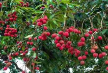 Litchi cultivation