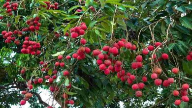 Litchi cultivation