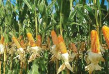 Maize farming