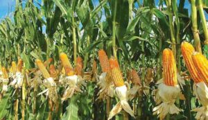 Maize farming