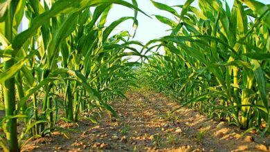 Maize crop