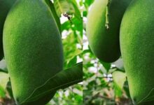 Mango cultivation