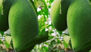 Mango cultivation