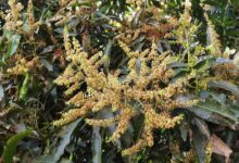 Mango flowering