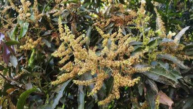 Mango flowering