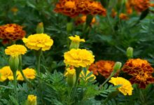 Marigold flower cultivation