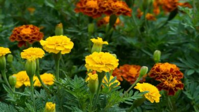 Marigold flower cultivation