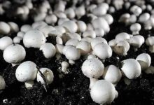 Mushroom cultivation