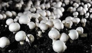 Mushroom cultivation