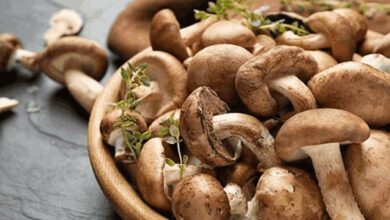 Mushroom cultivation