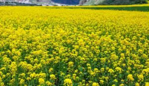 Mustard farming