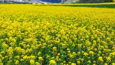 Mustard farming