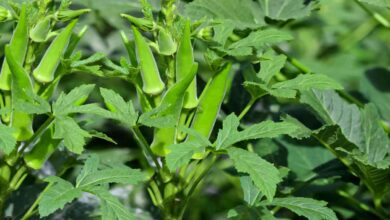 Okra-cultivation