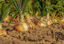 Onion cultivation