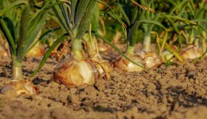 Onion cultivation