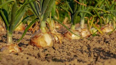 Onion cultivation