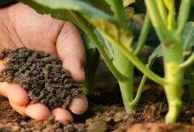 Organic fertilizer