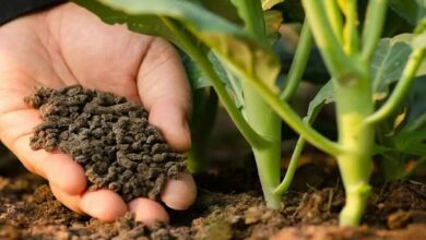 Organic fertilizer