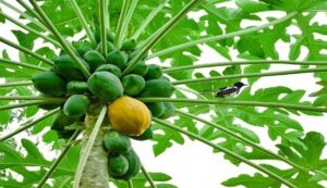 Papaya nursery