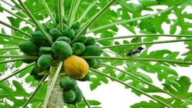 Papaya nursery