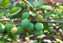 Plum crop