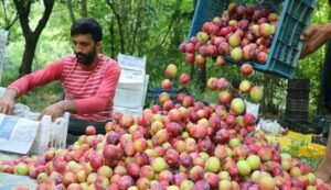 Plum cultivation