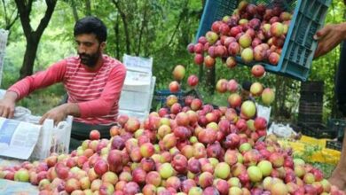 Plum cultivation