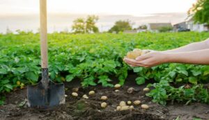 Potato farming tips