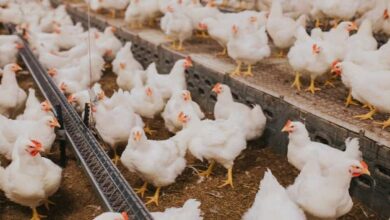 Poultry farming