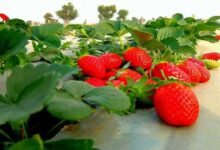 Strawberry cultivation