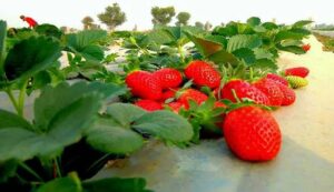 Strawberry cultivation