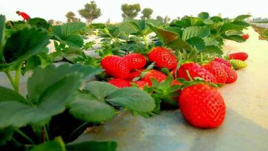 Strawberry cultivation