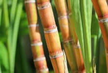 Sugarcane crop