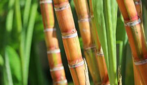 Sugarcane crop