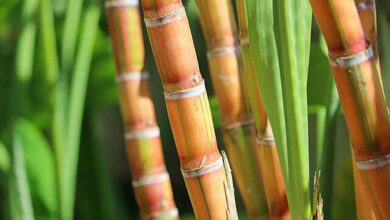 Sugarcane crop