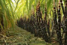 Sugarcane farming