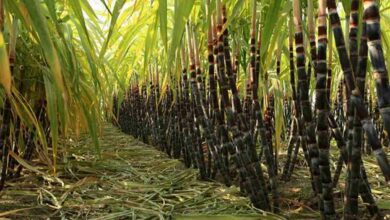 Sugarcane farming