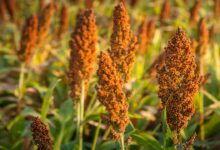 Sweet sorghum